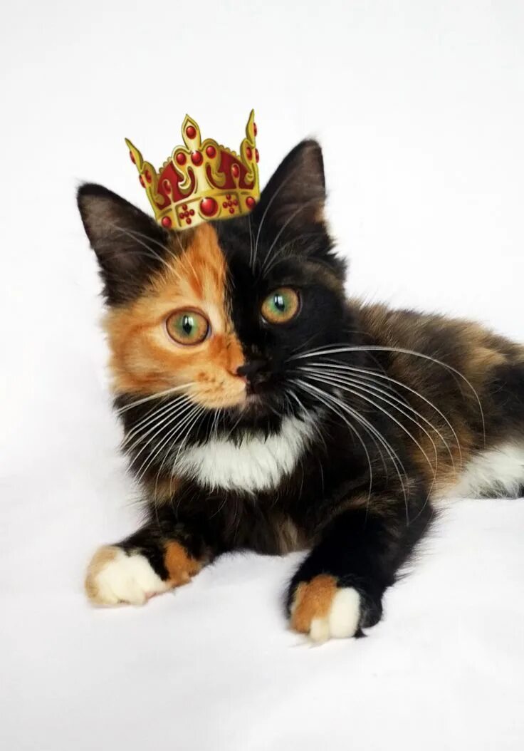 Кот м на лбу. Кот в короне. Элегантная кошка. Нарядная кошка.