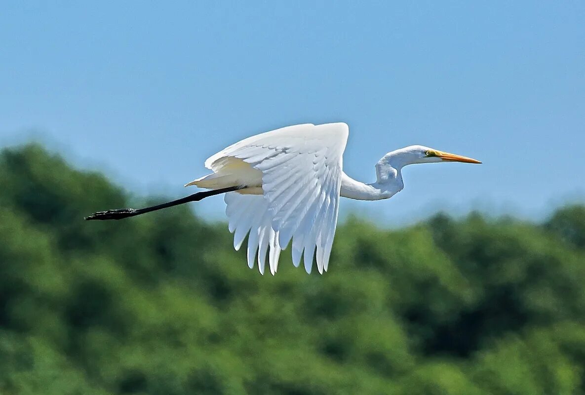 Храм белых цапель из какого. Casmerodius Albus. Большая белая цапля. Egretta Alba. Белая цапель в Крыму.