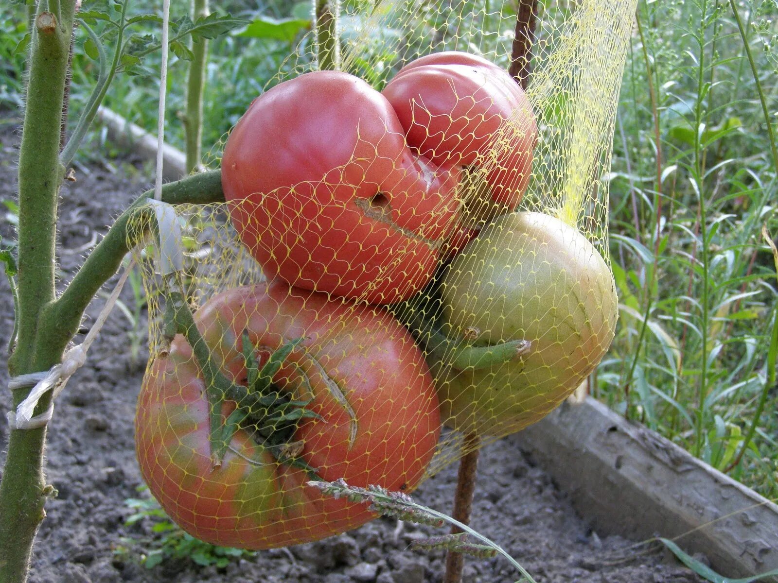 Томат f1 розовый гигант. Томат крупноплодный уральский гигант розовый. Томат розовый гигант. Розовый плоскоокруглый гигант томат сорт. Томат розовый гигант семена алтая.