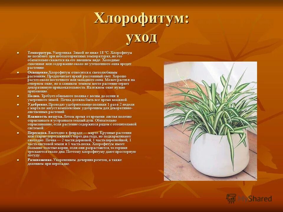 Хлорофитум какой грунт. Горшок для хлорофитума. грунт для хлорофитума. хлорофитум презентация. почва для хлорофитума готовая.