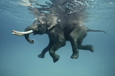 Животное в море плавает