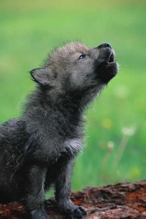 Knuthenborg Park Welcomes Five White Arctic Wolf Pups for the Second Year in a R
