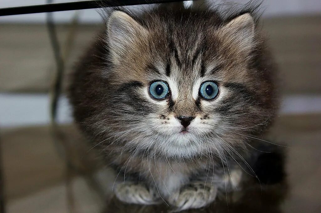 кот в изумлении. котенок удивляй. растерянный котенок. коты удивление. котёнок котёнок удивлённый.