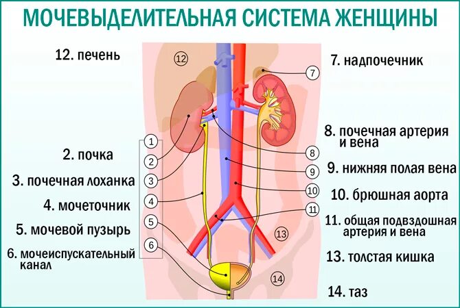 Мочевые органы мужчины. Мочеполовая система выделительная система. Женская мочевыделительная система анатомия. Строение мочеполовой системы у женщин анатомия. Строение женской мочеполовой системы анатомия схема.