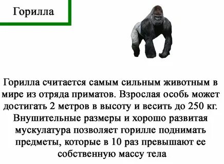 Самое большое и сильное животное