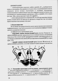 Продолговатый мозг отвечает за