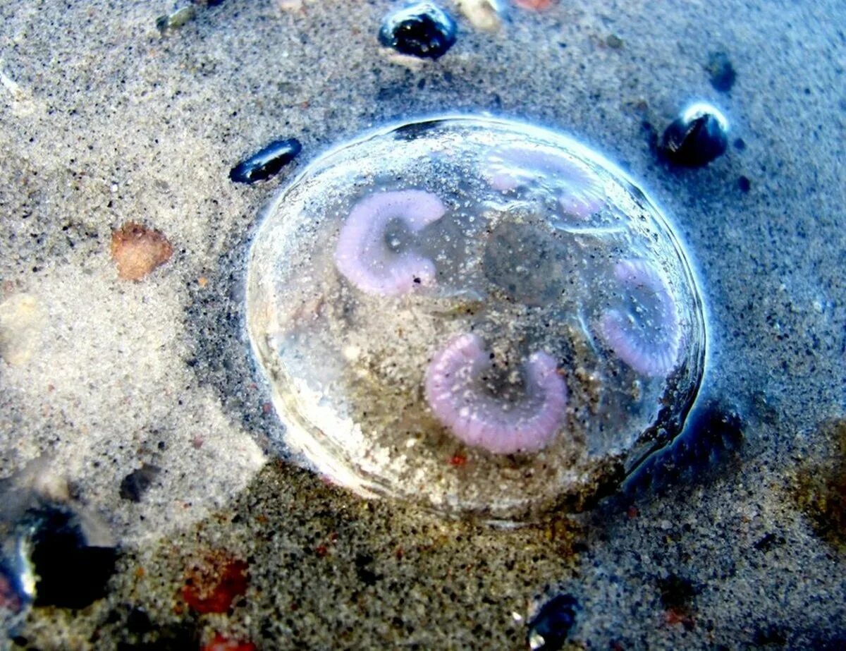 Ушастая медуза Балтийского моря. Медузы в Балтийском море. Обитатели Балтийского моря.