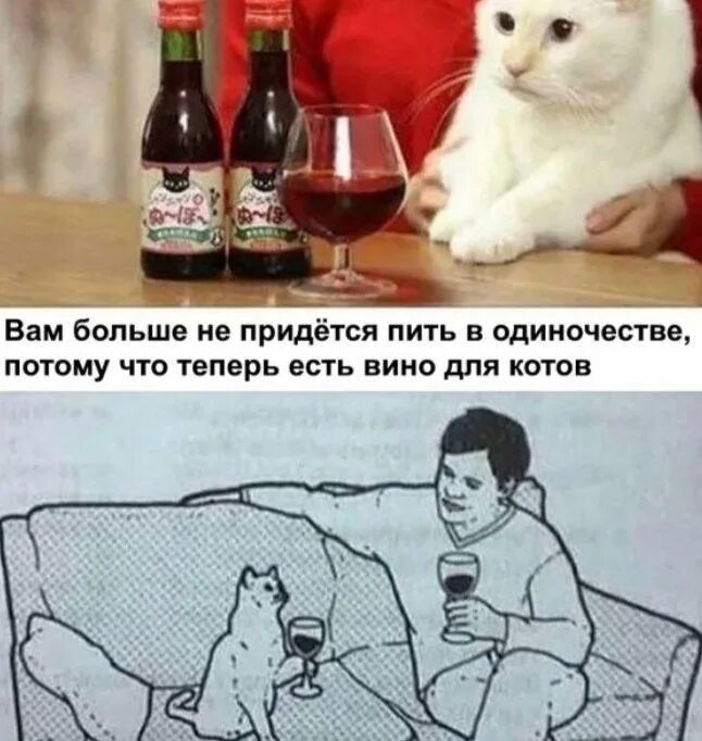 Вино для котов Мем. Пить в одиночестве. Бухать в одиночестве. Вино для котов прикол. Виновато появиться