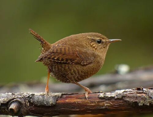 Depth of field sparrows birds bokeh 1080P, 2K, 4K, 5K HD wallpapers free downloa