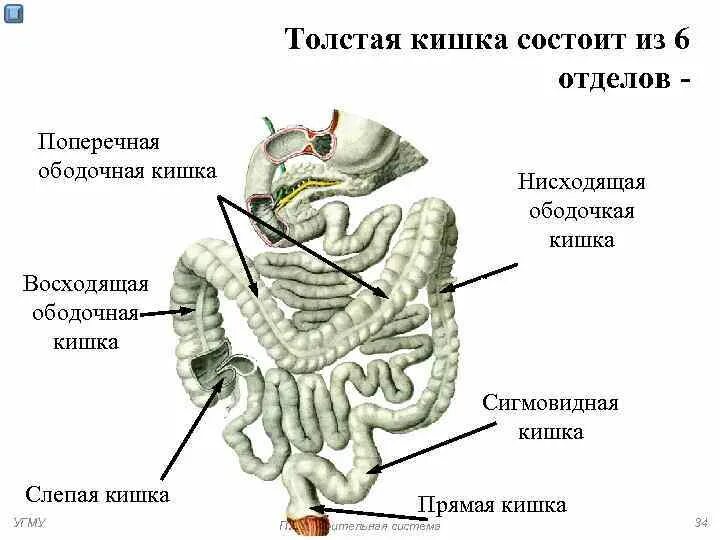 Каким номером на рисунке обозначена прямая кишка. Отделы Толстого кишечника ободочная кишка. Тонкая кишка и толстая кишка отделы. Отделы Толстого кишечника 6 отделов. Отделы тонкого и Толстого кишечника по порядку.