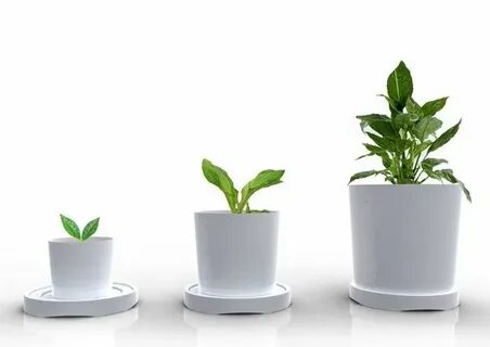 Out plant