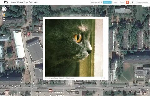 Карту котиков
