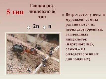 Диплоидный тип