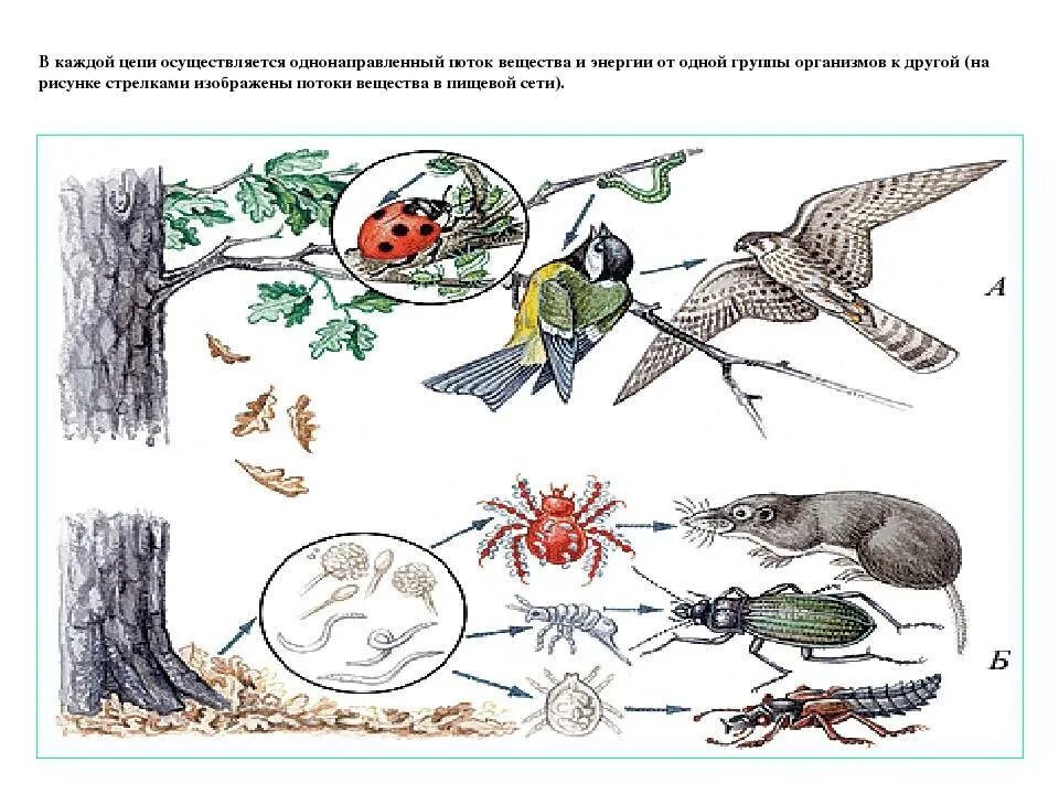 Рисунок цепь питания 5 класс. Цепи питания цепь выедания. Пищевые цепи 11 класс биология. Схема пищевой цепи выедания. Биология схемы пищевых цепей.