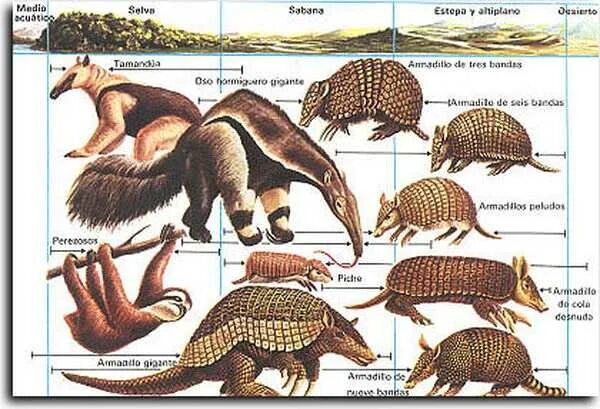 Броненосец плацентарное млекопитающее порядка xenarthra