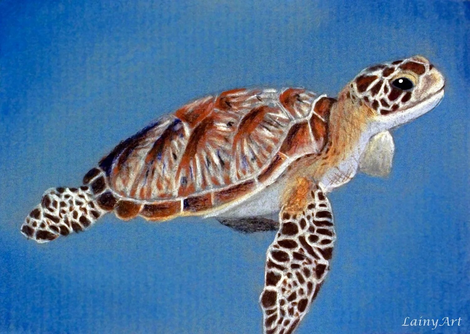 T turtle. Морская черепаха рисунок. Черепаха картина цветная. Морская черепаха расцветка кошки. Морская черепаха картинки рисунки.