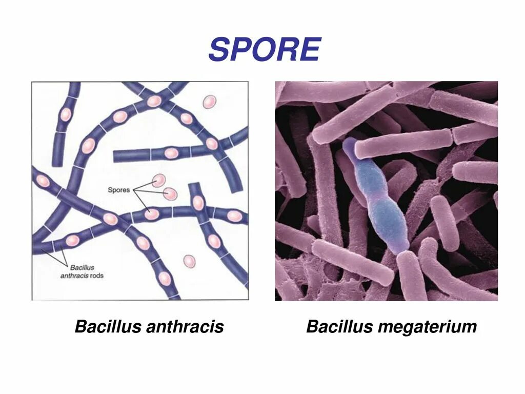 Бацилла антрацис. Бацилла Мегатериум. Bacillus anthracis, а22 (Сибирская язва). Споры и вегетативные формы