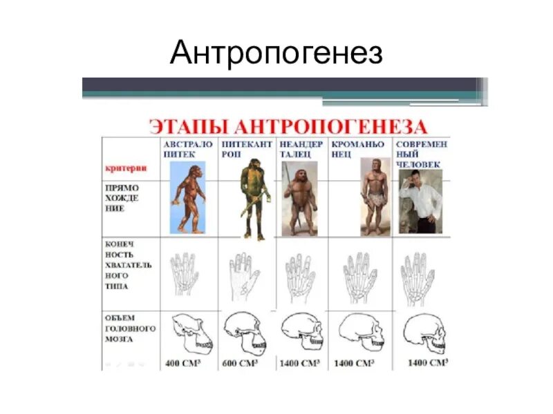 Антропогенез человека 9 класс. Основные этапы антропогенеза схема. Этап антропогенеза для каждого из рисунков. Стадии развития человека Антропогенез таблица. Биология основные стадии антропогенеза.