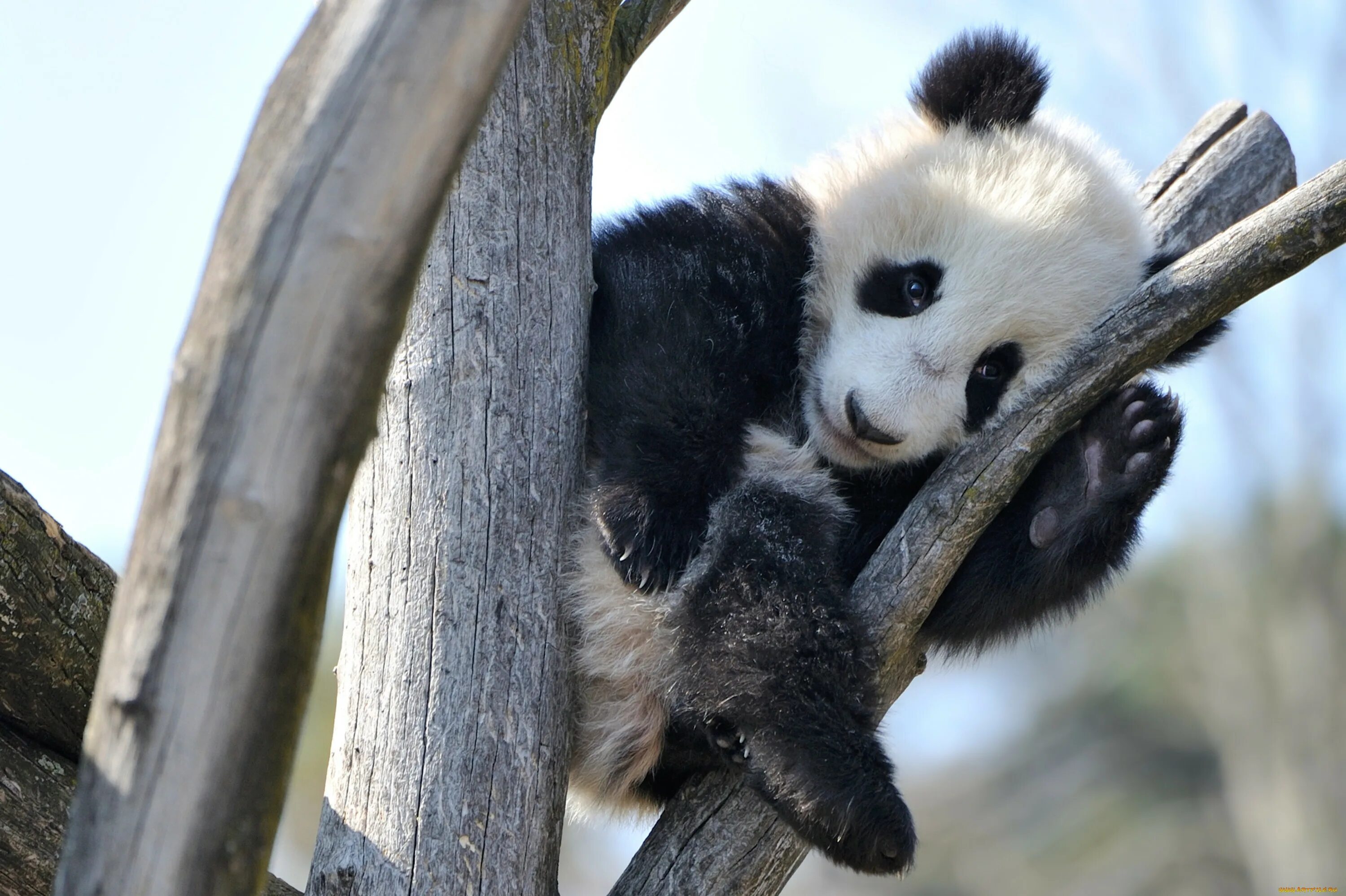 грустная панда. забавные панды.