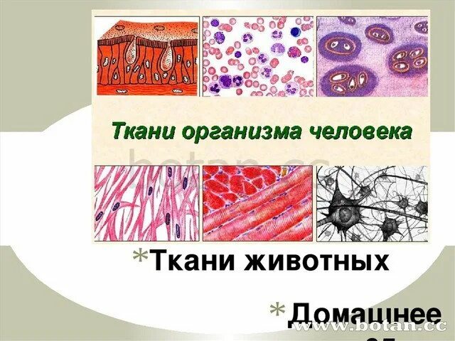 Ткани животных. Ткани животных рисунки. Ткани животного организма. Типы тканей животных. Укажите ткань животного