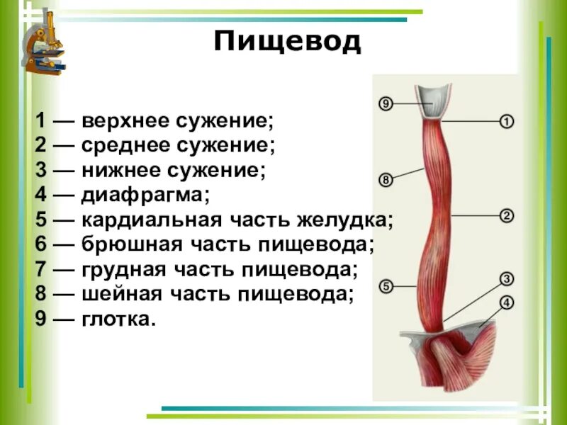 Какие органы входят в пищевод. Пищевод строение и функции анатомия. Строение пищевода 8 класс. Строение пищевода вид спереди. Пищевод топография строение функции.