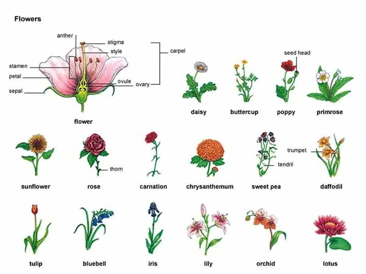 Plants english. Цветы названия на английском. Название цветов на англи. Названия растений на англ. Названия цветов растений.