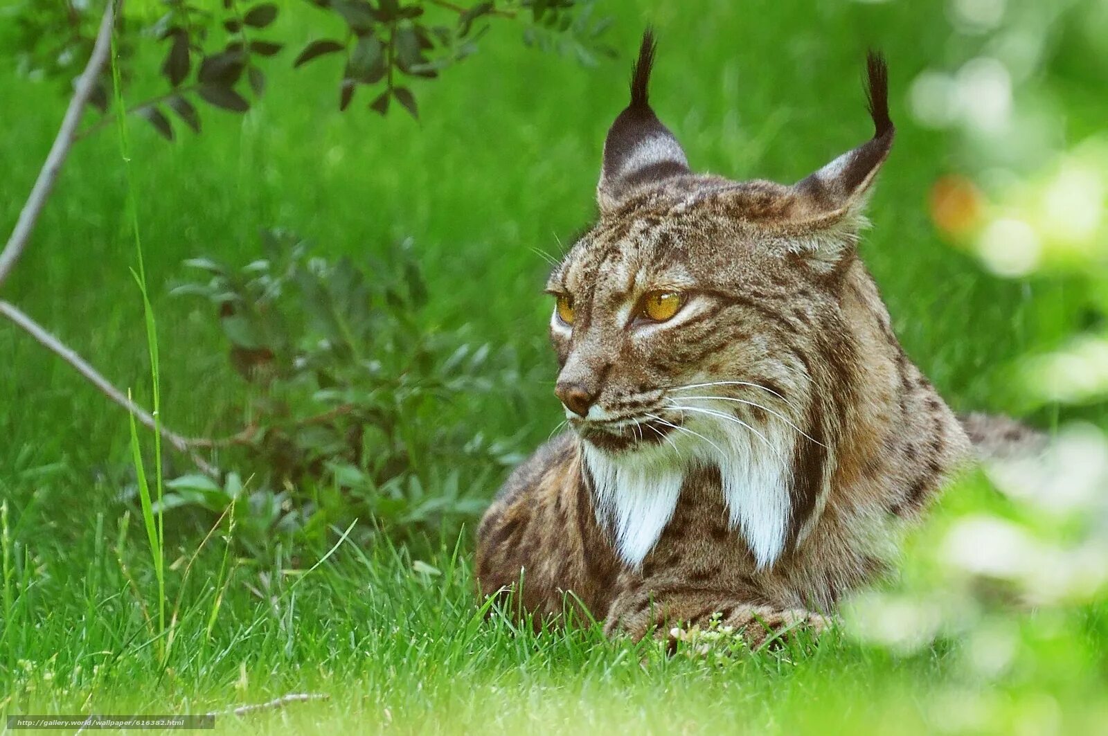 рысь дальневосточная. рысь фото. рысь альбинос. гималайская рысь. рысь кчр.
