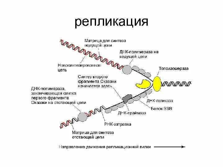 Репликативная вилка схема. Репликация по механизму замещения цепи. Процесс репликации ДНК. Механизм репликации ДНК. 3 этапа репликации