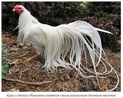 Название петуха