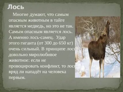 Лось описание по плану