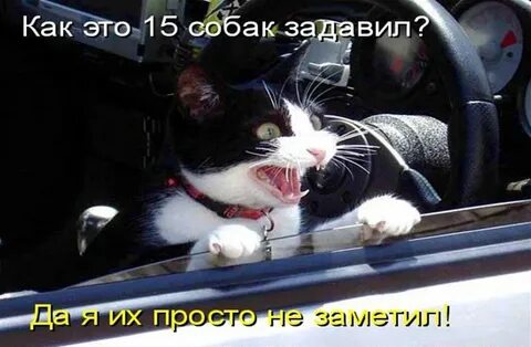 Смешные картинки за рулем