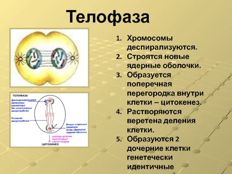 Две дочерние клетки идентичные материнской образуются в. Телофаза хромосомы деспирализуются. образуются две дочерние клетки. образуются клетки идентичные материнской.