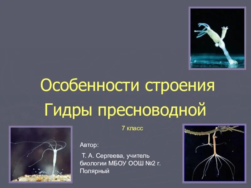 Тип кишечнополостные 7 класс биология класс гидроидные. Пресноводный полип гидра строение. Классификация гидры. Пресноводная гидра особенности. Схема строения пресноводной гидры.