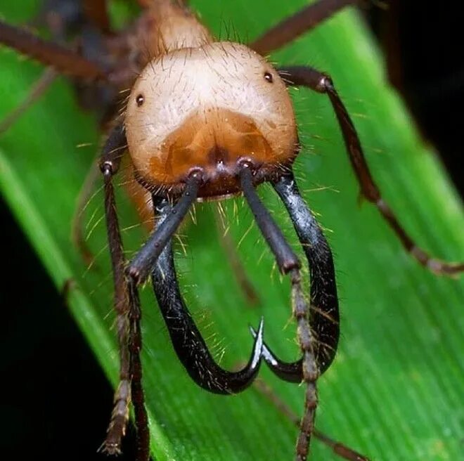 Новый вид насекомых. Dorylus nigricans. Марабунта муравьи. Эцитоны Бурчелли. Dorylus муравьи.