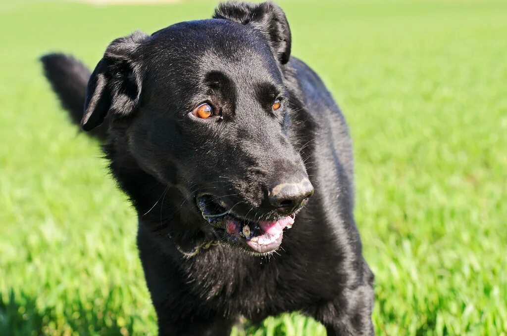 Alice has a big black dog. Черные собаки. Черная собака с челкой. Корейские чёрные собаки. Черная собака с круглыми.