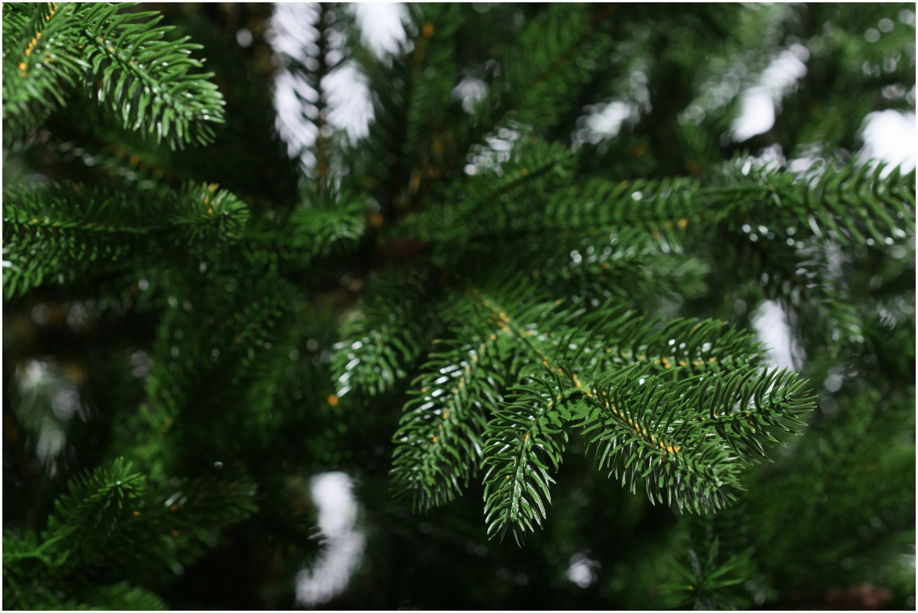 Царь елка ель ева, 215 см. Ель " императорская заснеженная" 185см ипс-185. Царь елка 215. Царь елка 215. Царь елка ель абсолют премиум 1.