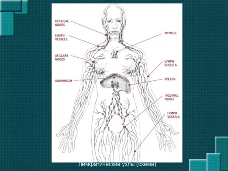 Лимфоузлы на теле женщины схема. Лимфатическая система женщины схема. Лимфатическая система 3d схема. Лимфоузлы на теле человека схема.