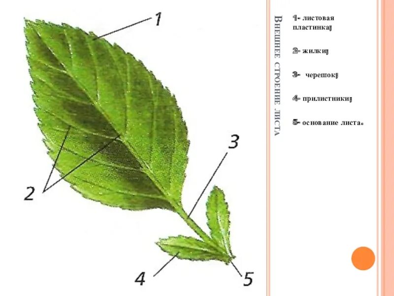 В жилках листа находится сверху. Черешок прилистники листовая пластинка. Основание черешок листовая пластинка у листа. Прилистник черешок основание листа. Строение листа с прилистниками.