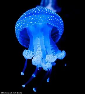 Ocean form