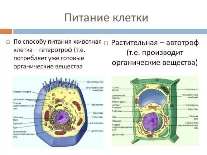 Строение клеток автотрофных и гетеротрофных организмов. Органоид, который обеспечивает Автотрофное питание клетки?. Тип питания клетки растений. Строение клеток гетеротрофных организмов. Пищеварительный органоид клетки