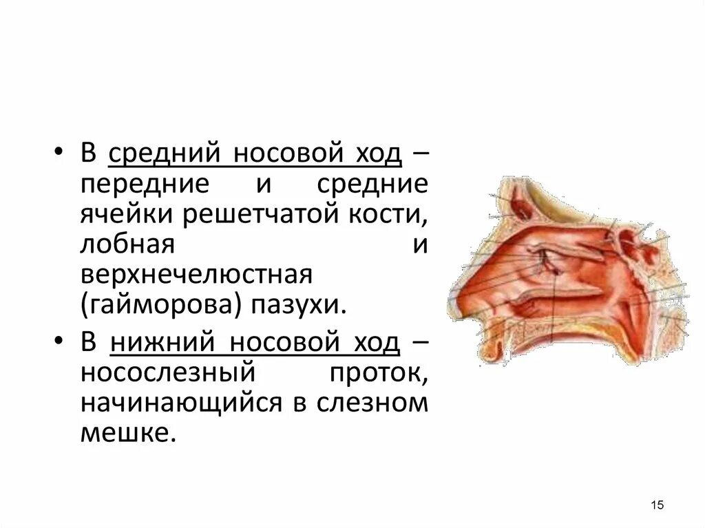 В верхний носовой ход открывается пазуха. Верхний носовой ход пазухи. Верхняя носовой ход гайморова пазуха. Верхний носовой ход анатомия. Носовые ходы решетчатой кости.