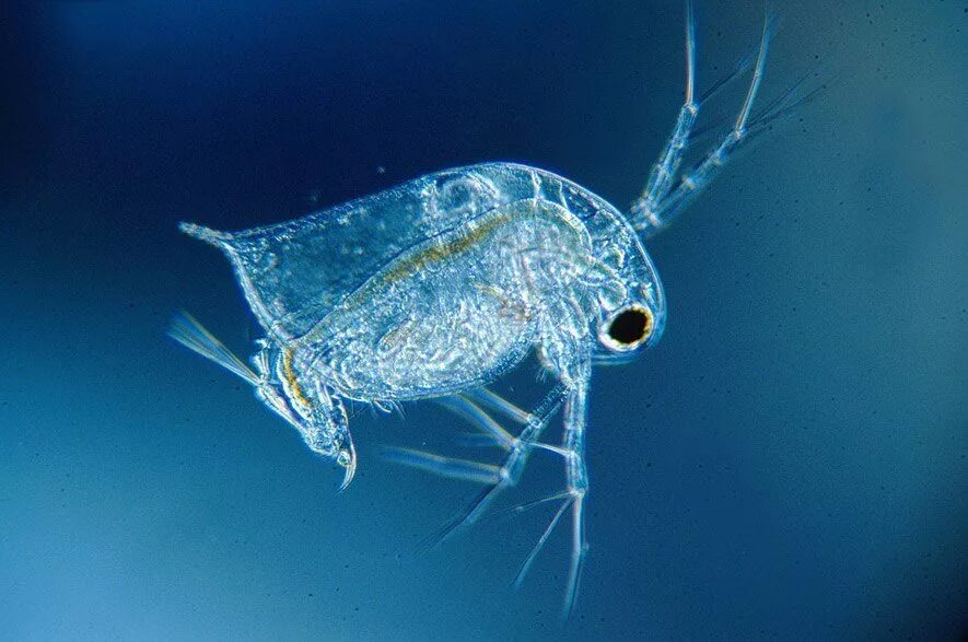 Криль зоопланктон. Зоопланктон и зообентос. Зоопланктон дафния. Планктон ракообразные. Планктон ракообразные.