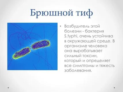 Тиф какая инфекция