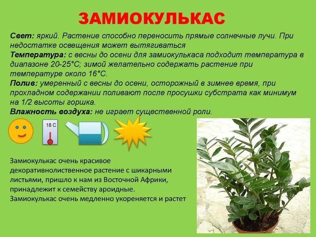 Какие растения выводят. Картотека комнатных растений. комнатные растения в доу.