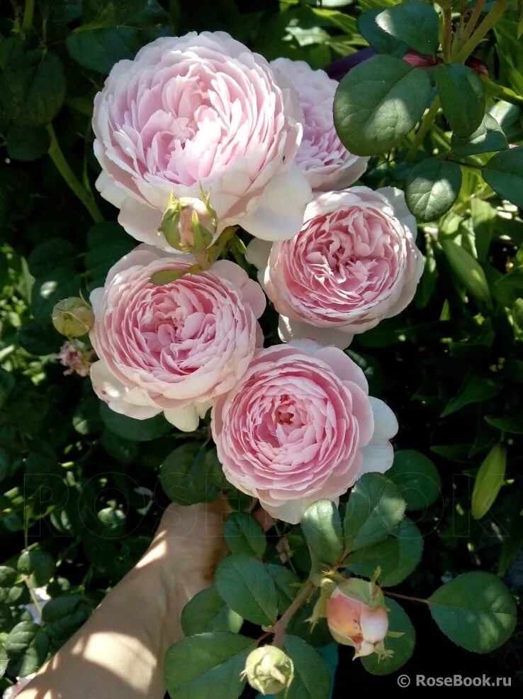 роза остин квин. роза королева швеции. розы дэвида остина куин оф свиден. королева роз отзывы. королева роз отзывы.