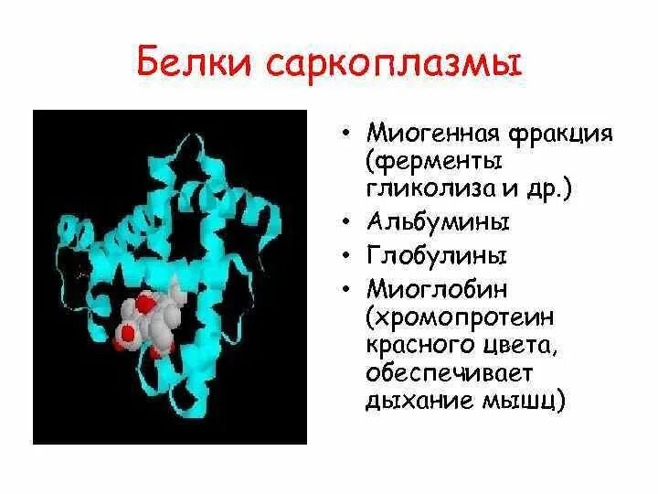 Состав саркоплазмы. Альбумины и глобулины биохимия. Альбумины и глобулины в кровеносных сосудах. Хромопротеин.