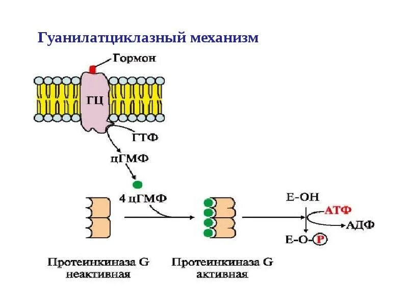 Строение цамф