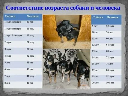 Сколько собакам лет по меркам