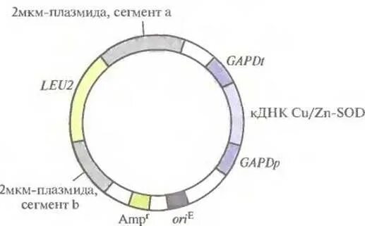 Плазмиды дрожжей. Вектор дрожжей на основе 2мкм-плазмиды. Плазмида дрожжей. Интегративные плазмиды дрожжей. Плазмиды 2 мкм ДНК.