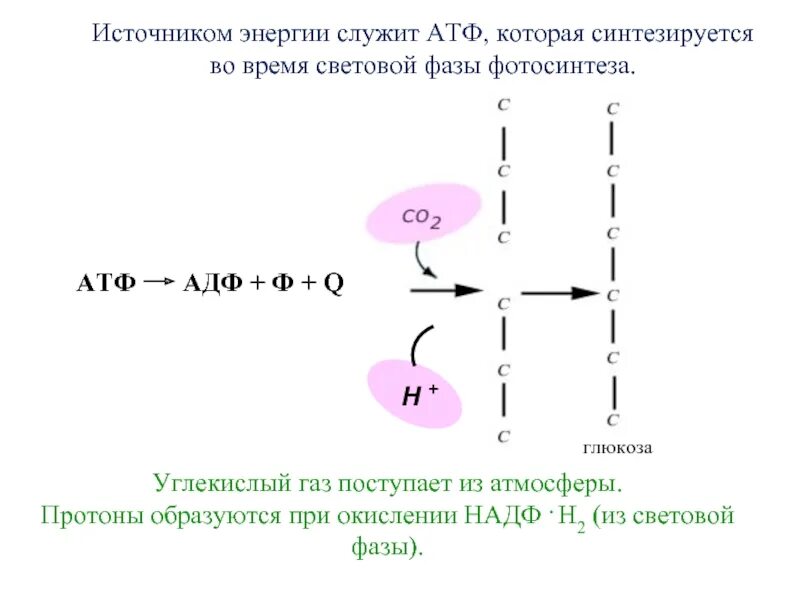 Происходит образование атф фаза. Окисление НАДФ 2н. АТФ В световой фазе. АТФ источник энергии. АДФ АТФ фотосинтез.